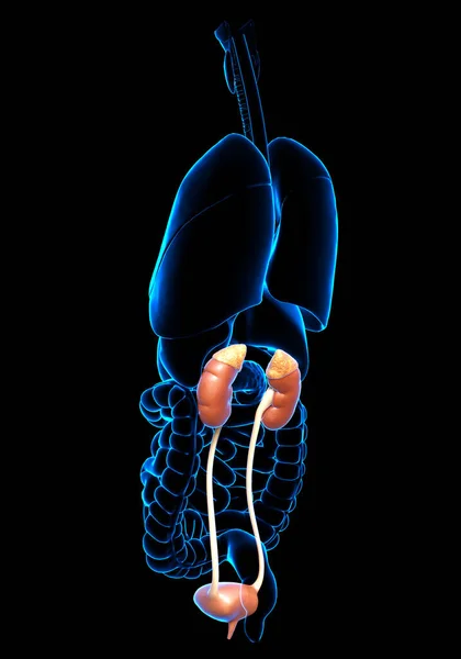 Weergegeven Medisch Nauwkeurige Illustratie Van Nieren Urinewegen — Stockfoto