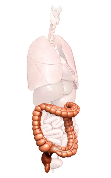 3D渲染 医学上准确的大肠解剖学说明 — 图库照片