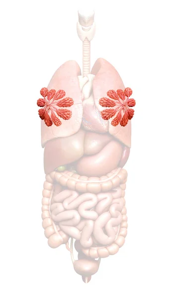 Illustration Kvinnliga Bröst Och Bröstkörtel Anatomi — Stockfoto