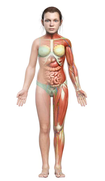 Medisch Accuraat Gemaakt Van Jonge Meisje Anatomie — Stockfoto