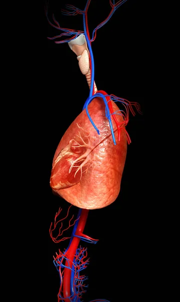 3Dレンダリングされた肺の解剖学の医学的に正確なイラスト — ストック写真