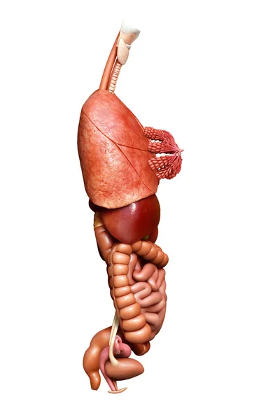 3D对内脏器官进行了准确的医学描述 — 图库照片