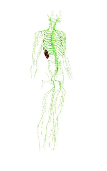 Renderizado Ilustración Médicamente Precisa Del Sistema Linfático — Foto de Stock