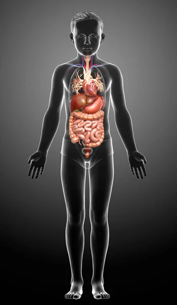 Gerenderte Medizinisch Korrekte Illustration Des Verdauungssystems Von Jungen — Stockfoto