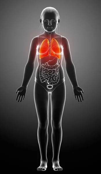 Reso Illustrazione Clinicamente Accurata Una Giovane Ragazza Anatomia Polmonare — Foto Stock