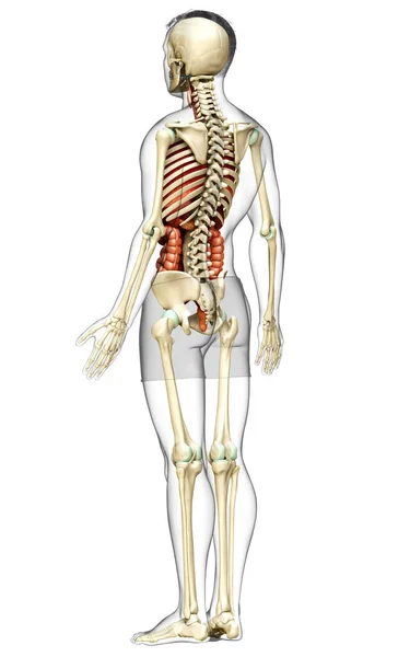 Rendu Illustration Médicalement Précise Des Organes Internes Masculins Système Squelettique — Photo