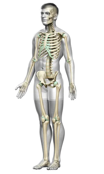 Renderizado Ilustração Medicamente Precisa Sistema Esqueleto Masculino — Fotografia de Stock
