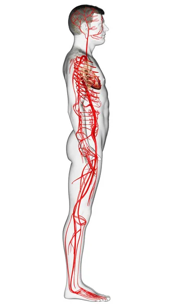 Renderizado Ilustración Médicamente Precisa Las Arterias Masculinas —  Fotos de Stock