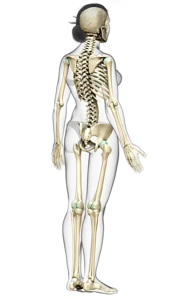 Рендеринг Медицинская Точная Иллюстрация Женской Скелетной Системы — стоковое фото