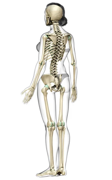 Weergegeven Medisch Nauwkeurige Illustratie Van Een Vrouwelijk Skelet Systeem — Stockfoto