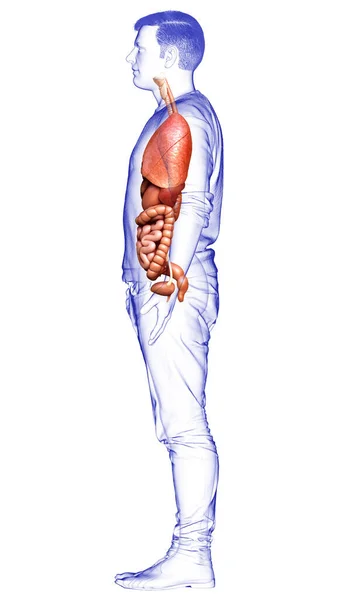 Medisch Nauwkeurige Illustratie Van Mannelijke Inwendige Organen — Stockfoto