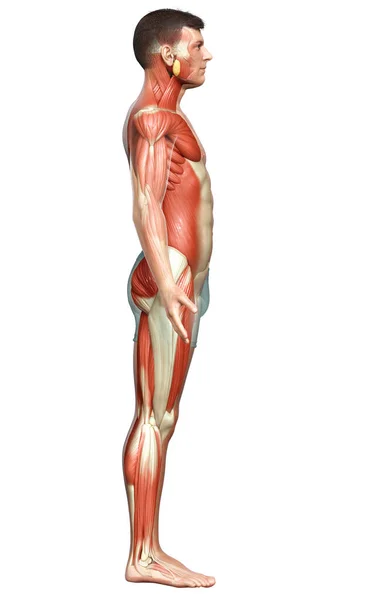 Rendered Medically Accurate Illustration Male Muscle System — Stock Photo, Image