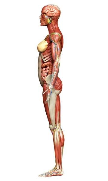 Görs Medicinskt Korrekt Den Kvinnliga Anatomin — Stockfoto