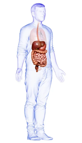 3D对男性消化系统进行了准确的医学描述 — 图库照片