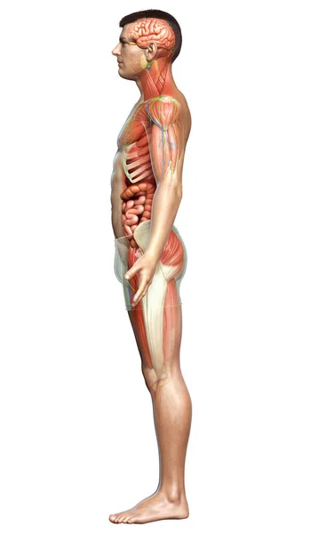 Medisch Accuraat Gemaakt Van Mannelijke Anatomie — Stockfoto