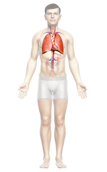 Illustration Médicalement Exacte Une Anatomie Pulmonaire Masculine — Photo