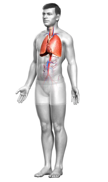 3D绘制的 医学上准确的男性肺解剖学图像 — 图库照片