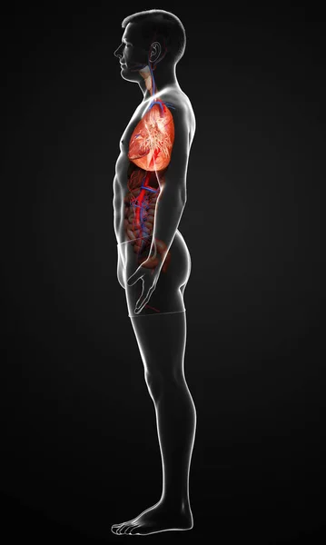 Gerenderte Medizinisch Korrekte Darstellung Einer Männlichen Lungenanatomie — Stockfoto