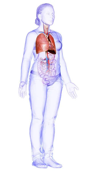 Рендеринг Медицинская Точная Иллюстрация Женской Анатомии Легких — стоковое фото