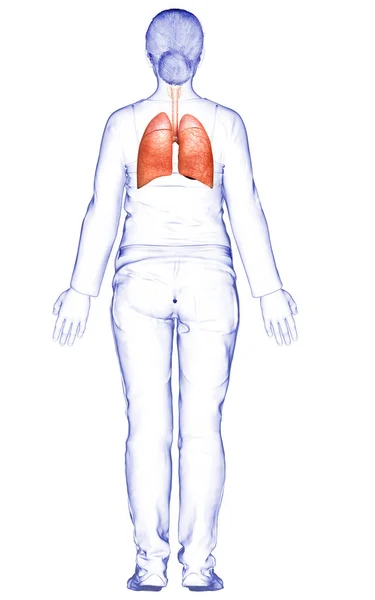 Renderizado Ilustración Médicamente Precisa Una Anatomía Pulmonar Femenina — Foto de Stock