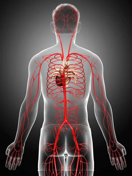 Gjorde Medicinskt Korrekt Illustration Manliga Artärer — Stockfoto