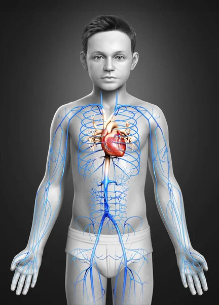 Renderizado Ilustración Médicamente Precisa Niño Venas Anatomía —  Fotos de Stock