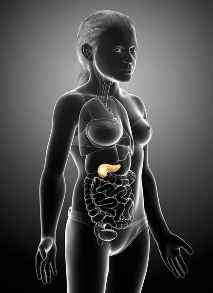 Reso Illustrazione Clinicamente Accurata Una Giovane Ragazza Pancreas — Foto Stock