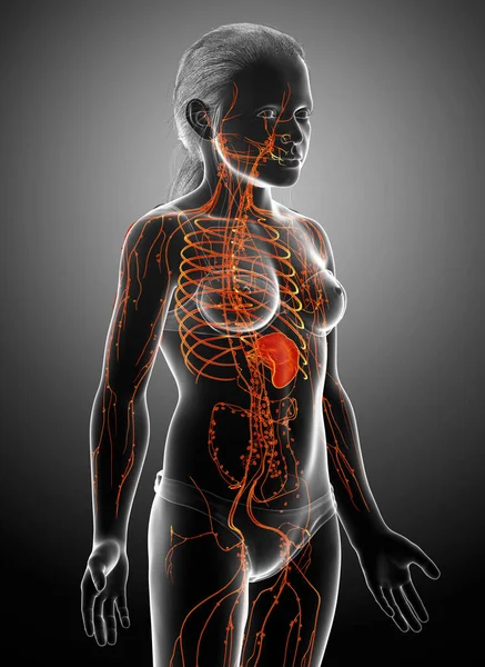 Renderade Medicinskt Korrekt Illustration Ett Kvinnligt Lymfsystem — Stockfoto