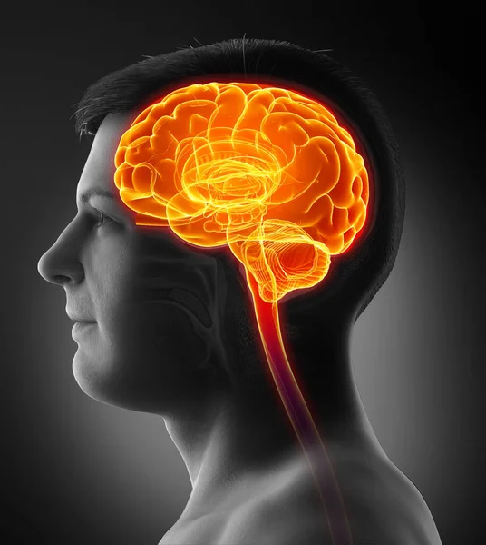 Αποδίδεται Ιατρικά Ακριβή Απεικόνιση Ενός Αρσενικού Τονισμένου Εγκεφάλου Κεφαλαλγία — Φωτογραφία Αρχείου