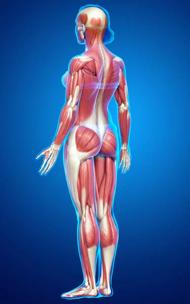Оказана Медицинская Точная Иллюстрация Женской Мышечной Системы — стоковое фото