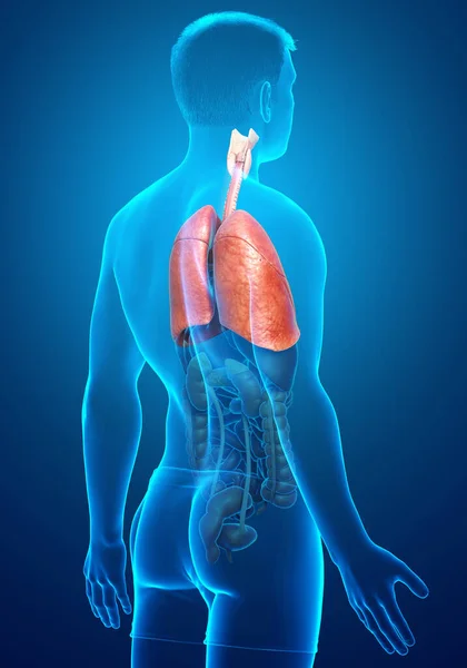 Rendered Medically Accurate Illustration Male Lung Anatomy — Stock Photo, Image