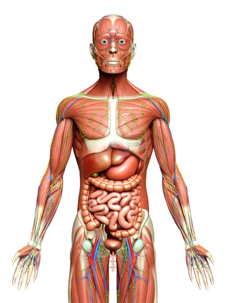 Lékařsky Přesné Mužské Anatomie — Stock fotografie