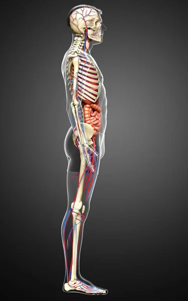 Renderizado Ilustración Médicamente Precisa Los Órganos Internos Masculinos Esqueleto Sistema — Foto de Stock