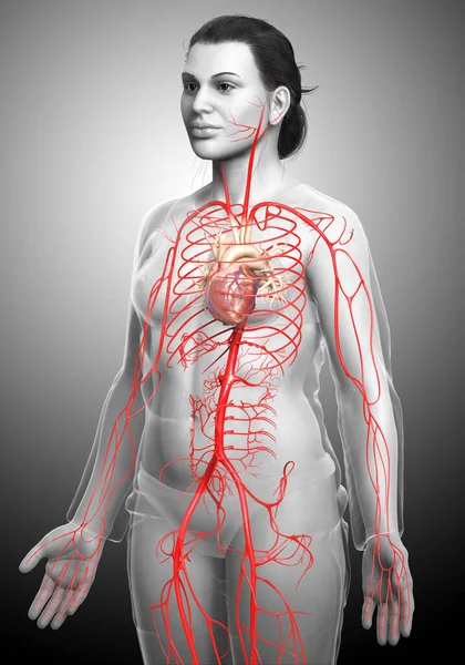 Renderizado Ilustración Médicamente Precisa Las Arterias Femeninas — Foto de Stock