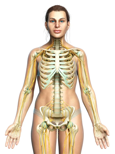 Kiolvasztott Orvosilag Pontos Illusztrációja Női Idegrendszer Csontváz Rendszer — Stock Fotó