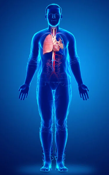 Weergegeven Medisch Nauwkeurige Illustratie Van Een Mannelijke Long Anatomie — Stockfoto