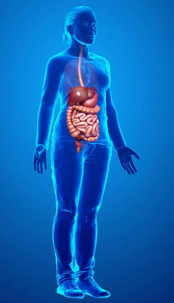 Renderizado Ilustración Médicamente Precisa Del Sistema Digestivo Femenino —  Fotos de Stock