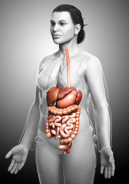 Renderizado Ilustración Médicamente Precisa Del Sistema Digestivo Femenino — Foto de Stock