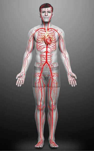 Renderizado Ilustración Médicamente Precisa Las Arterias Masculinas — Foto de Stock