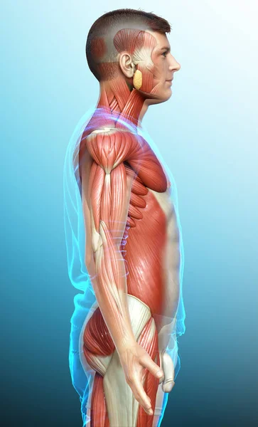 Rendered Medically Accurate Illustration Male Muscle System — Stock Photo, Image