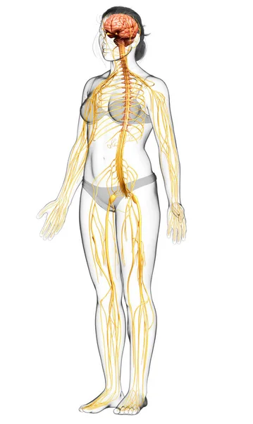 3D对女性神经系统进行了准确的医学描述 图库图片
