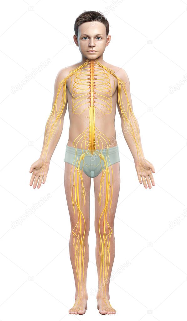 3d rendered medically accurate illustration of a young boy nervous system