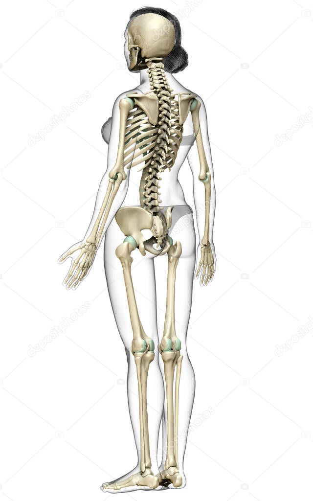 3d rendered, medically accurate illustration of a female skeleton system
