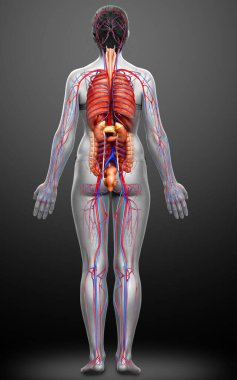 3D, kadın iç organlarının ve dolaşım sisteminin tıbben doğru bir çizimi.