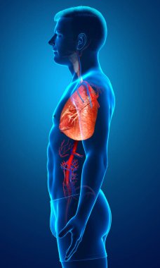 Erkek akciğer anatomisinin 3 boyutlu, tıbben doğru bir örneği.