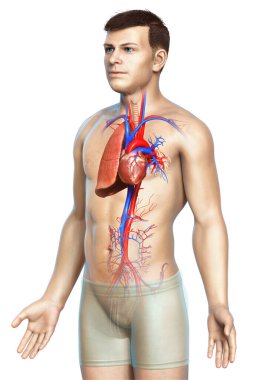 Erkek akciğer anatomisinin 3 boyutlu, tıbben doğru bir örneği.