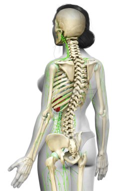 3D, tıbbi olarak bir kadın lenf sisteminin doğru bir çizimi.