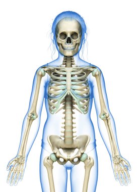 3 boyutlu, tıbbi olarak genç bir kızın iskelet sisteminin resmi.
