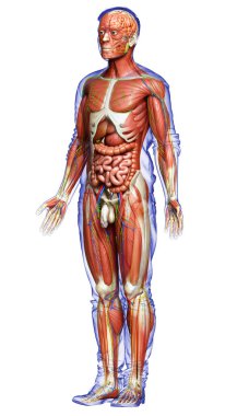 3D, tıbbi olarak erkek anatomisini doğruluyor.
