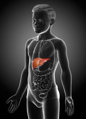 3 boyutlu, tıbben doğru genç bir çocuğun karaciğer anatomisi.